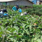 पाँचखालको तरकारी ढुक्कले खान सकिने