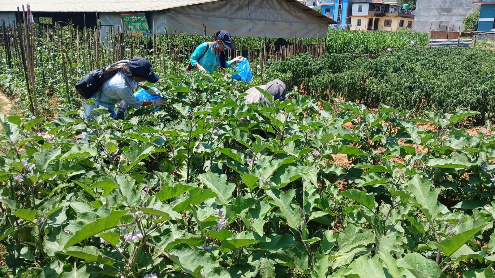 पाँचखालको तरकारी ढुक्कले खान सकिने