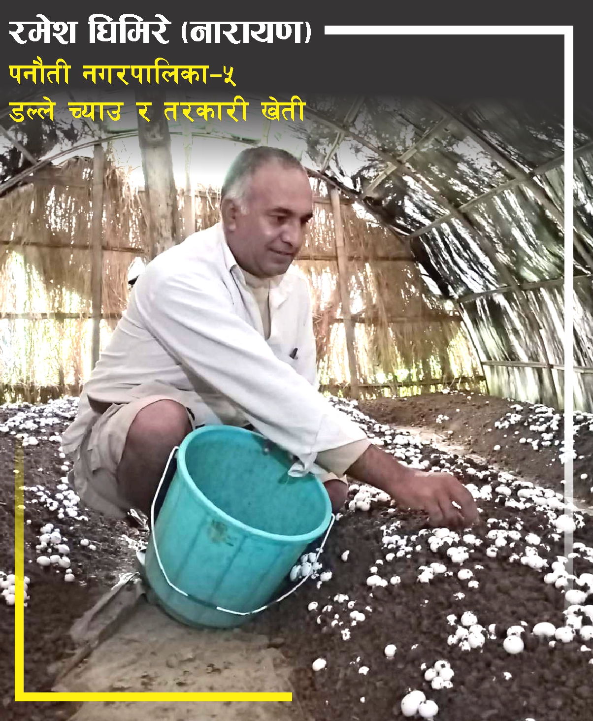 च्याउको स्वाद थाहा पाएका घिमिरे