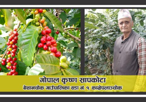 कफि खेतीमार्फत आत्मनिर्भर बनेका गोपाल कृष्ण सापकोटा