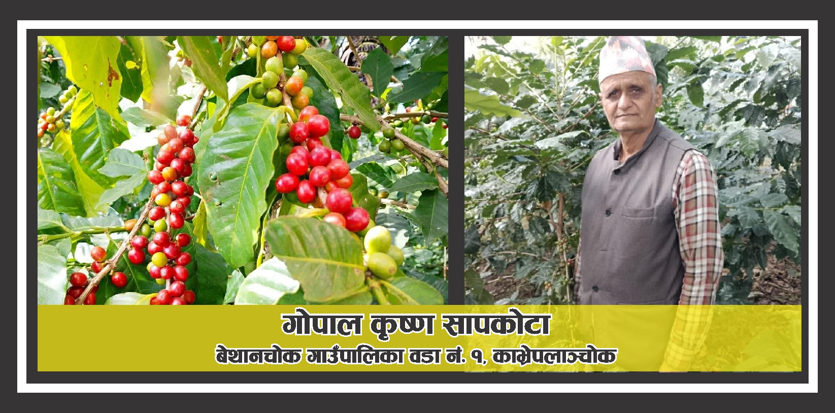 कफि खेतीमार्फत आत्मनिर्भर बनेका गोपाल कृष्ण सापकोटा