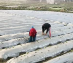 परम्परागत आलु खेतीको रूपान्तरणमा सुपर जोन