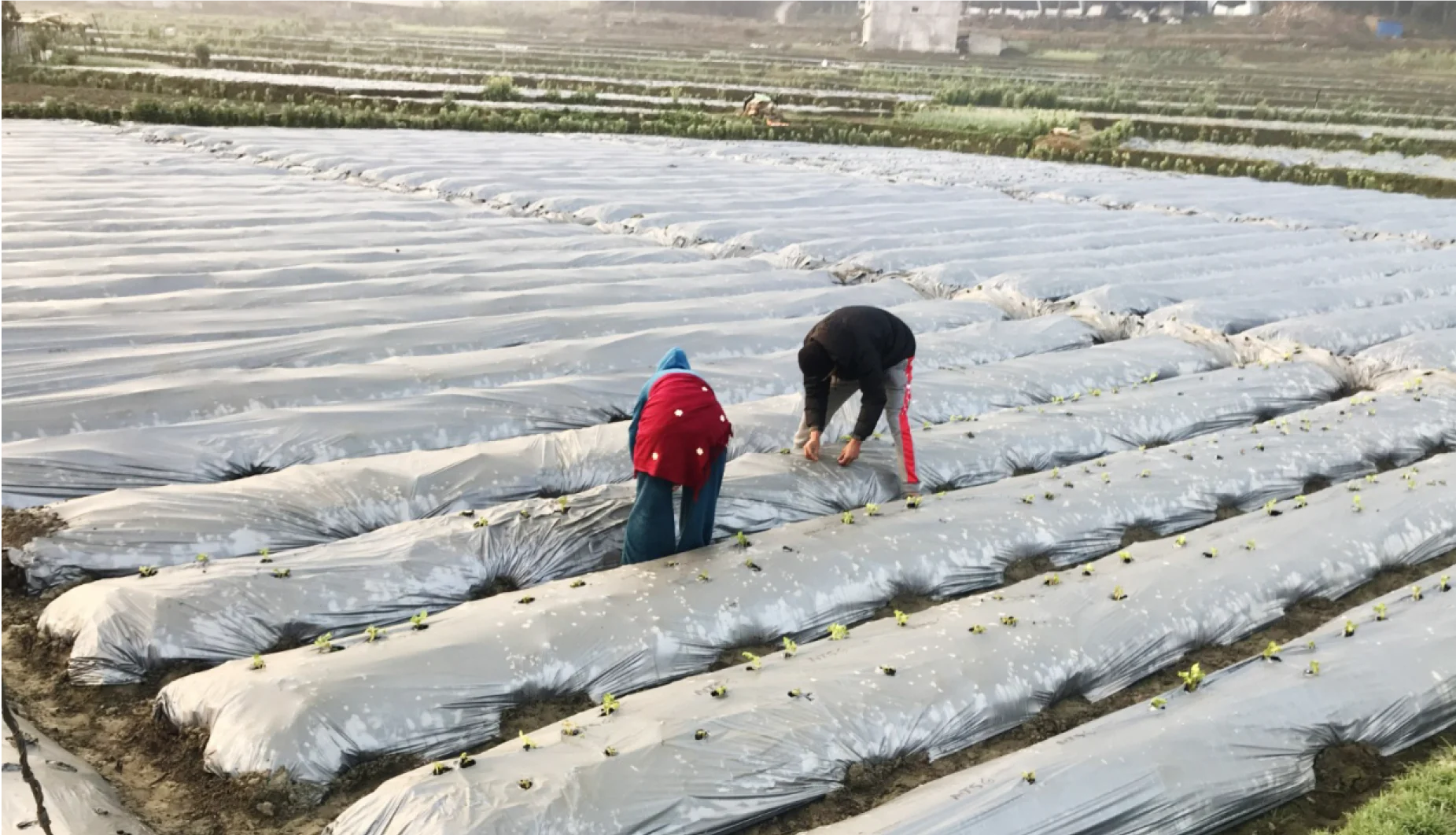 परम्परागत आलु खेतीको रूपान्तरणमा सुपर जोन