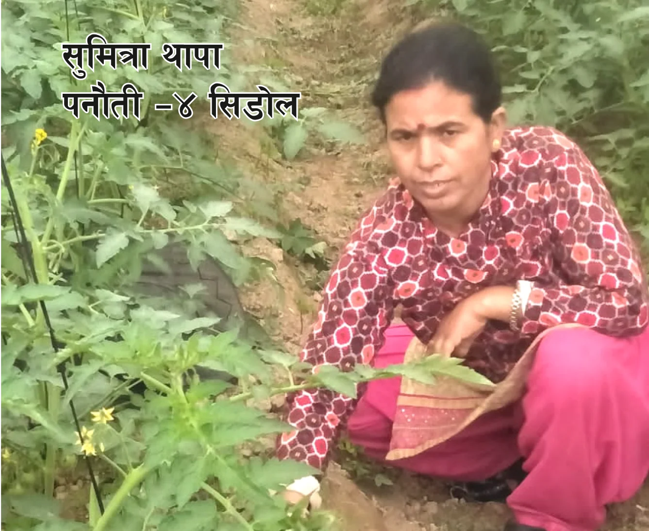 मुस्कुराएका गोलभेडा, मख्ख सुमित्रा