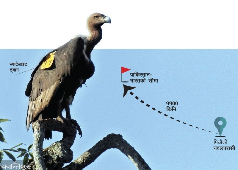 bird-0242018033919-1000x0