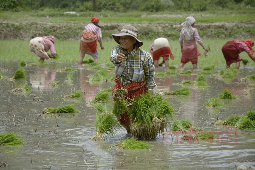 Dhaan_Ropai_2076_6_Kq53LIEsgh