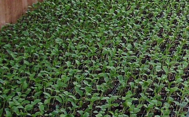 apple-plant_wvmOGuXdcu