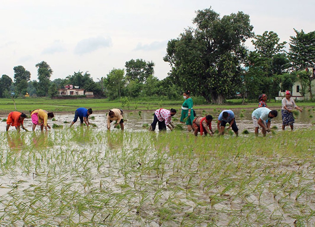 20221035934_dhan-ropain