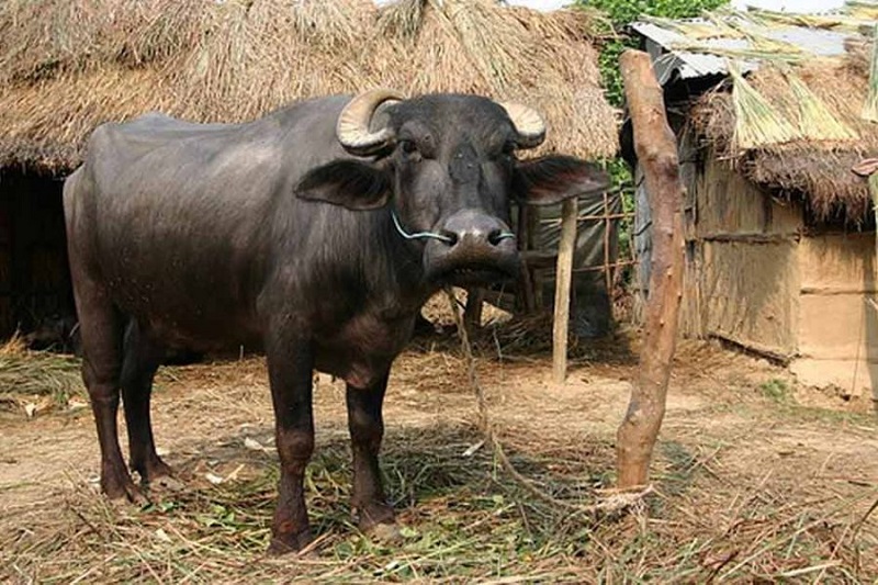 bhasii-900x600_1852065556