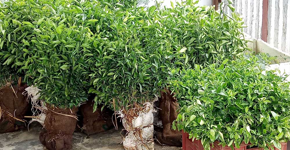 biruwa-suntala_20200702102517