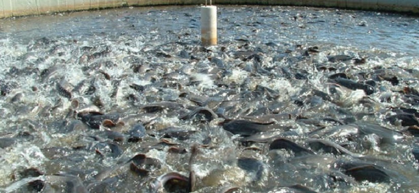 fishfarming