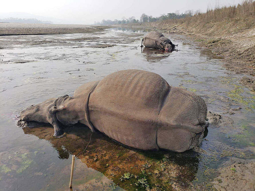 Gainda-Rhino-death-in-Chitwan