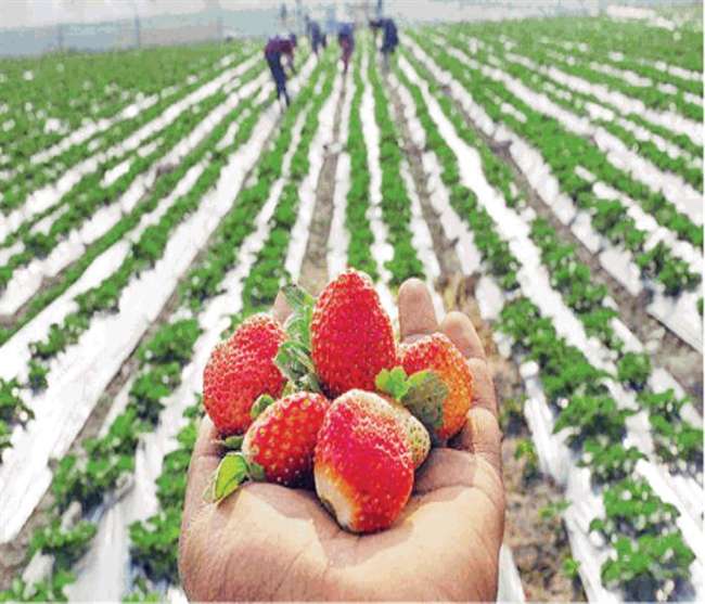 17_10_2019-strawberry-farming-jammu_19675626