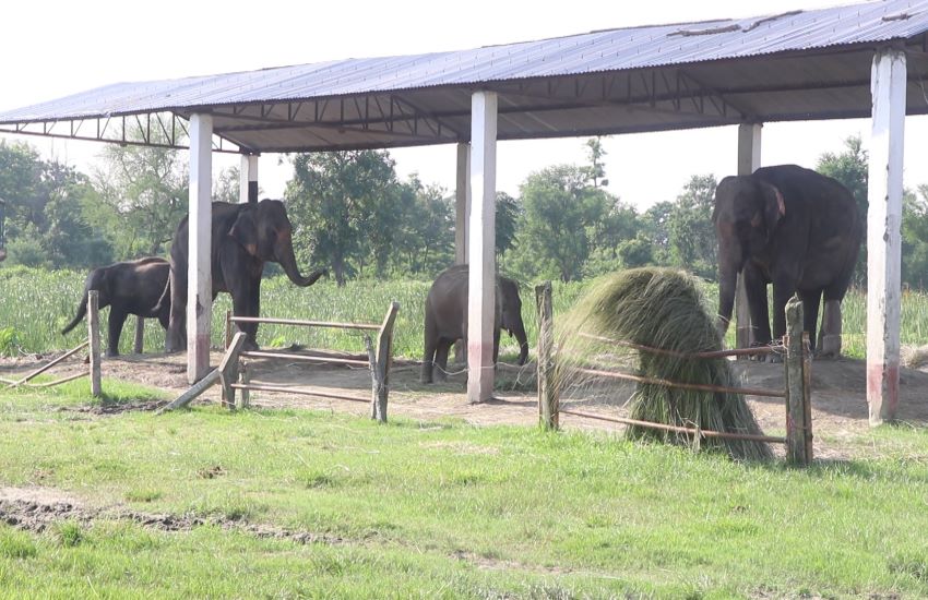 elephant_koshi_tappu_xL4oiZkluF