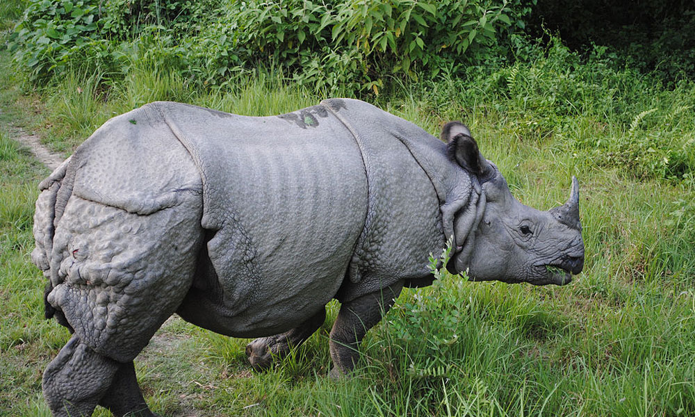 rhino