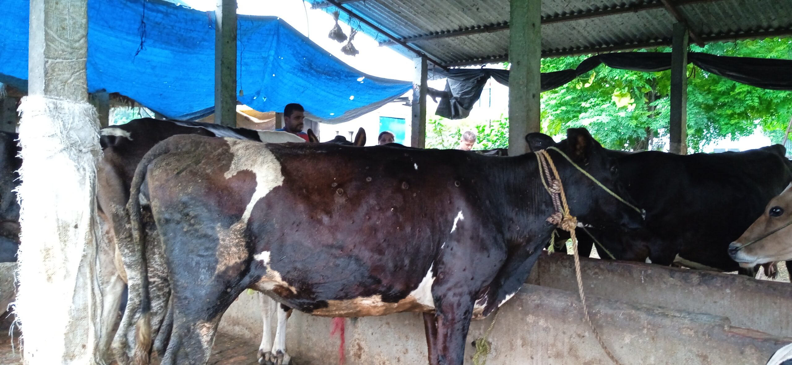 Lapki-skin-scaled (1)