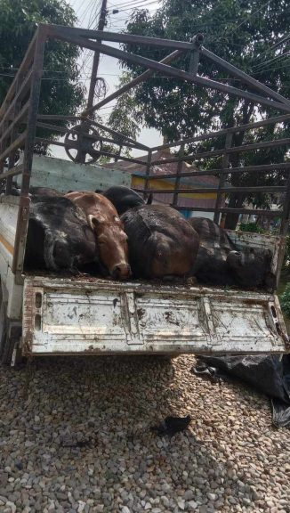 received_610252151298118-326x576