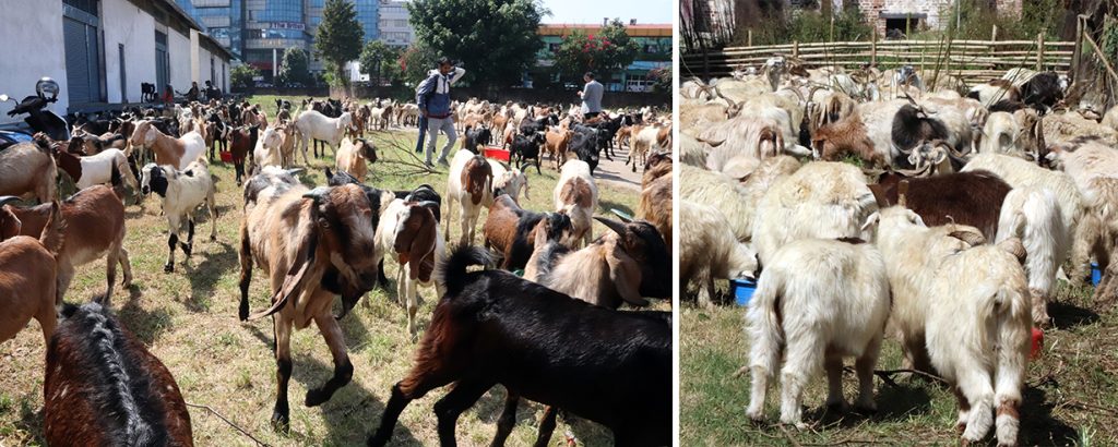 Khasi-BOka-BhedaChangra-1024x410