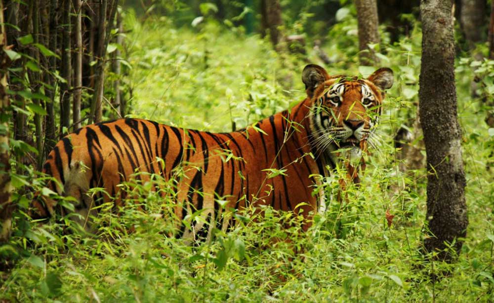 Tiger_chitwan