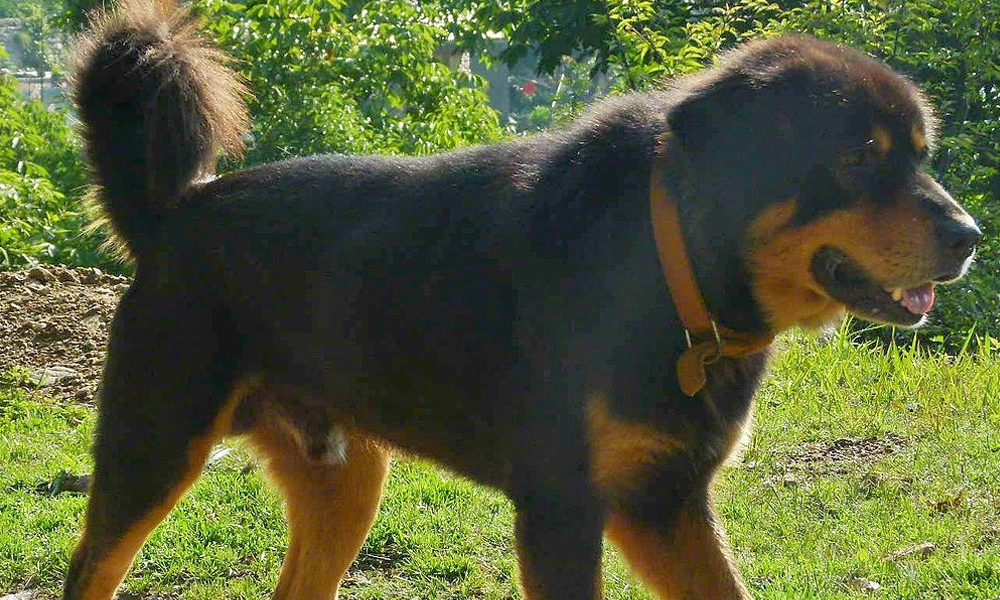 dog