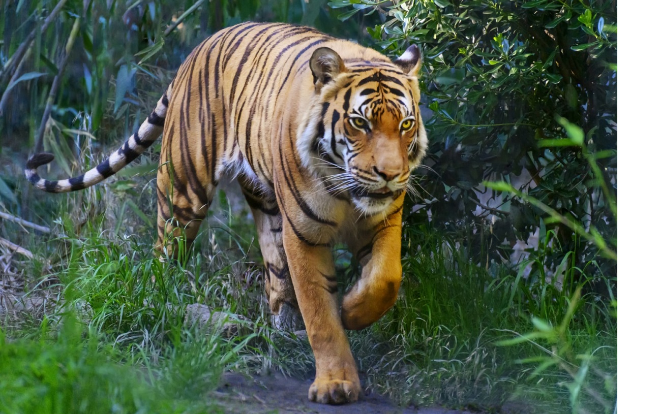 bengal-tiger-animal-wildlife-stock-getty