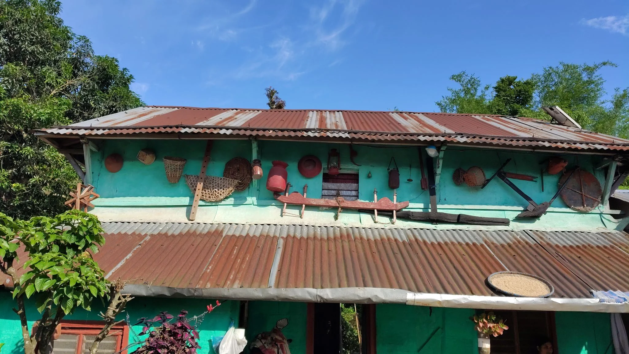pangeni-