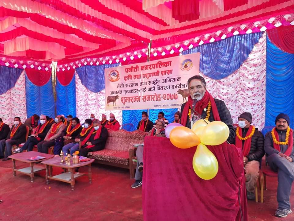 पनौतीमा भैैैँसी संंरक्षण अभियान, किसानलाई पाडी उपहार