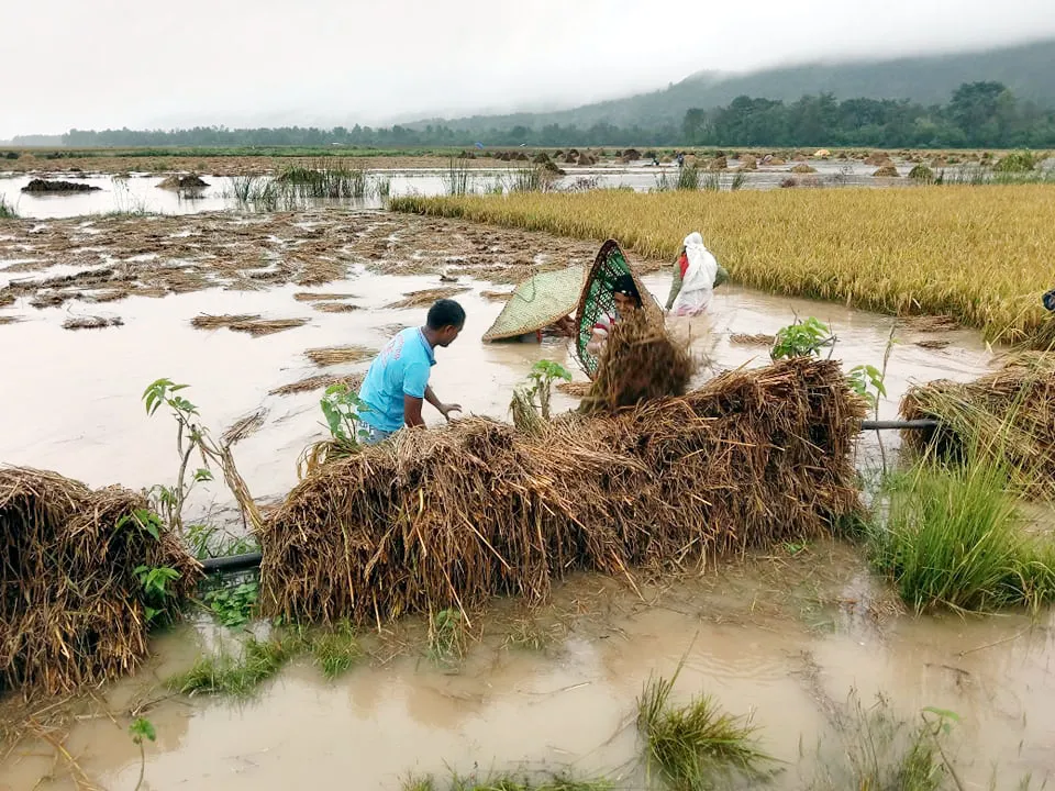 मध्य दशैंमा झरी सुरु, किसानसंगै दशैं मनाउनेलई चिन्ता