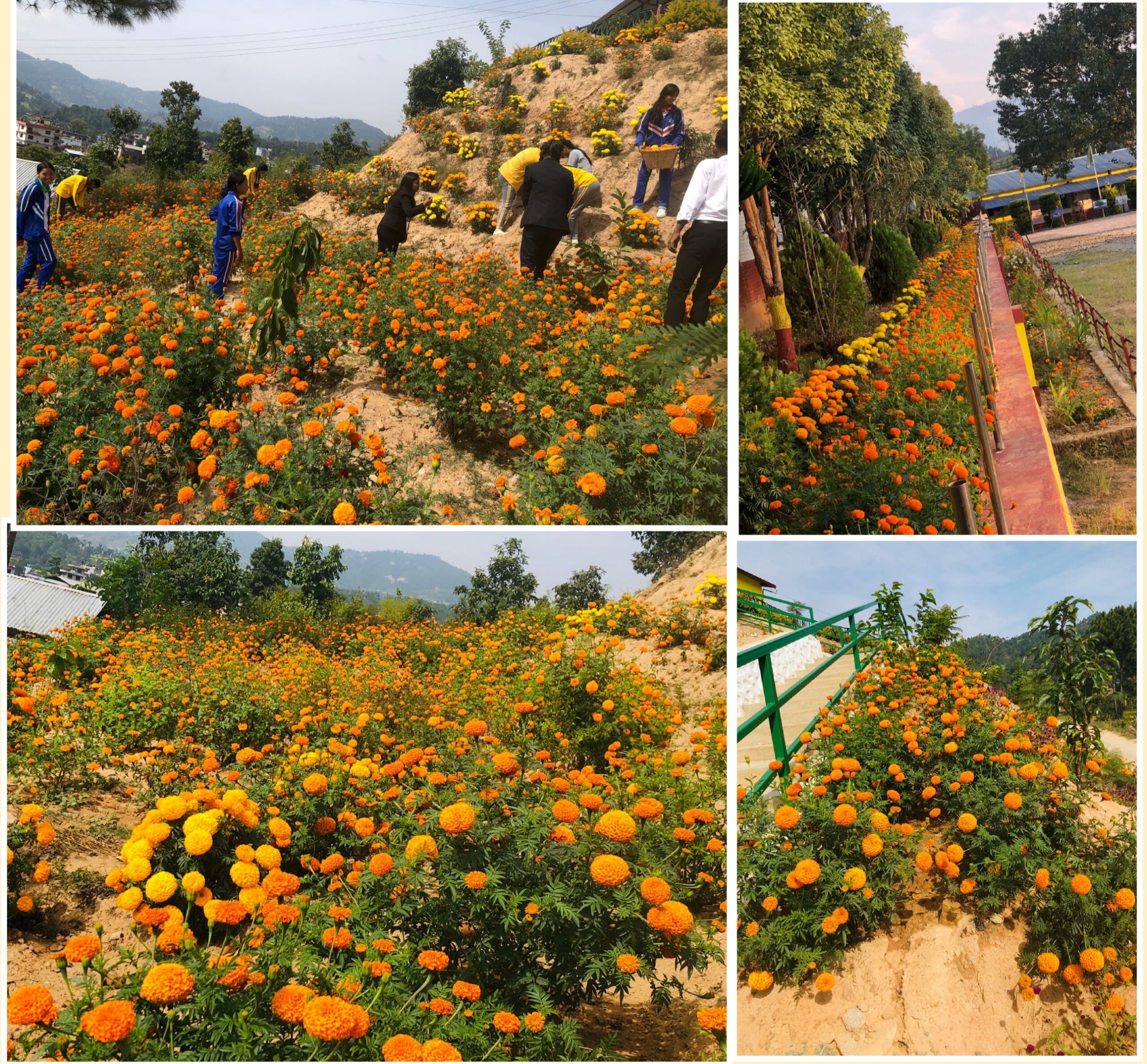 तिहारको लागि सयपत्री फूल चाहियो ? जनक मावि जानुस् !