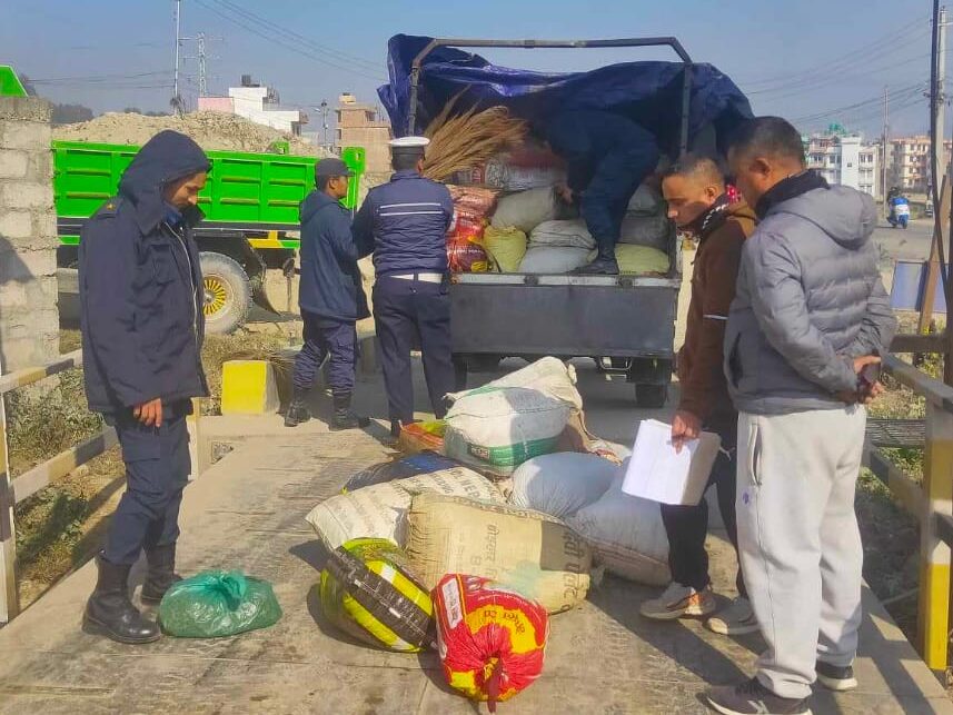 पनौतीबाट ठूलो परिमाणमा गाँजा बरामद