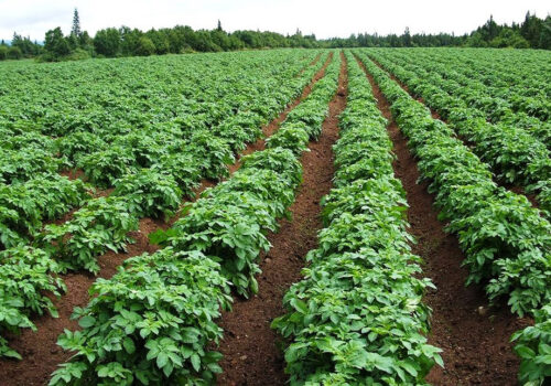 ईन्द्रावती गाउँपालिका–५ मा आलु खेती प्रवद्र्धन कार्यक्रम सञ्चालन हुने