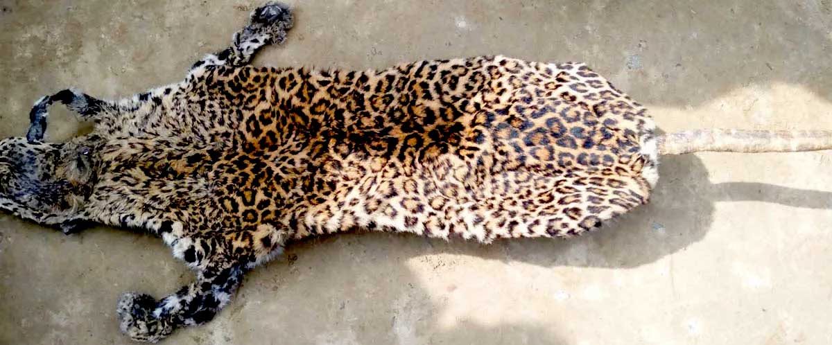 हिउँ चितुवाको छाला सहित धादिङका तीन जना पक्राउ