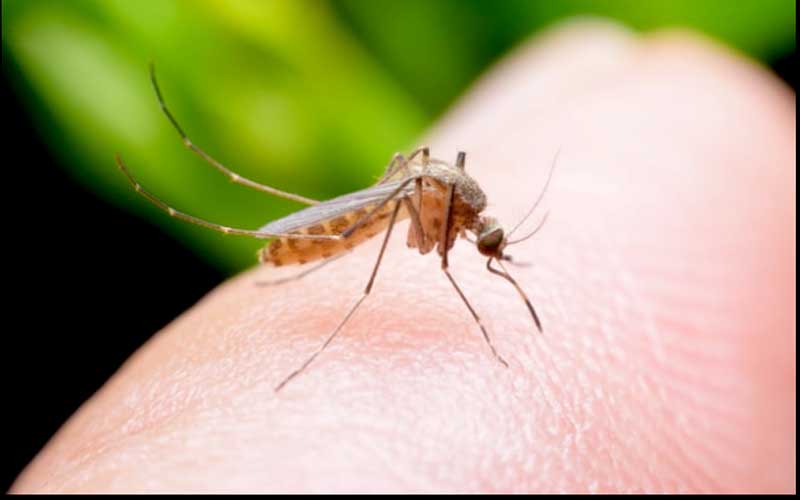 ५७ जिल्लामा फैलियो डेङ्गु, सचेतना अपनाउन आग्रह