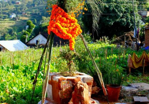 आज हरि बोधिनी एकादशी: घरमा रोपिएको तुलसीलाई दामोदरसँग विवाह गरिँदै