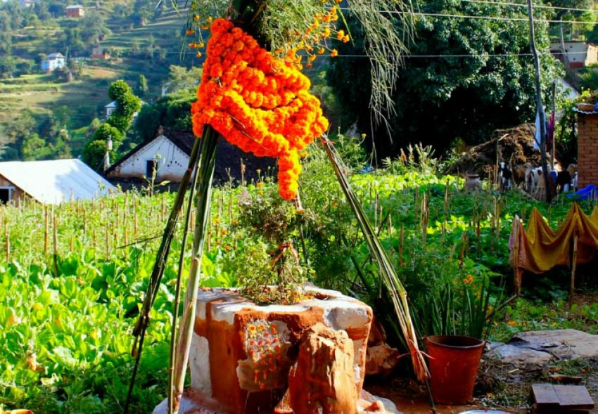 आज हरि बोधिनी एकादशी: घरमा रोपिएको तुलसीलाई दामोदरसँग विवाह गरिँदै