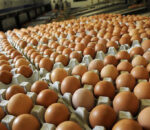 अण्डाको मूल्य बढ्यो
