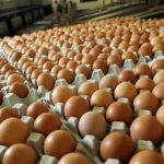 अण्डाको मूल्य बढ्यो