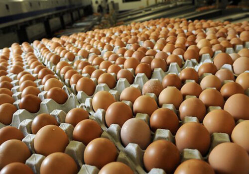 अण्डाको माग बढ्यो