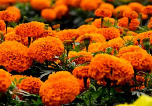 तिहारमा २४ करोड मूल्य बराबरको फूलको कारोबार