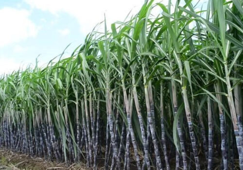 उखुको समर्थन मूल्य प्रतिक्विन्टल ६३५ रुपैया तोकियो