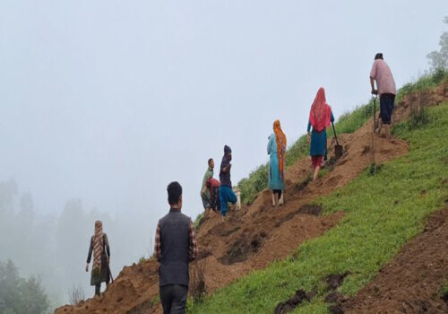 वेनिघाटको ब्रोम्दिङ र थमभन्ज्याङको खुल्ला चरण क्षेत्रमा चिया खेती