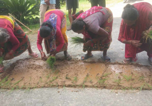 गोरखा नगरपालिकाको कार्यालय परिसरमा किसानले गरे बिरोध स्वरुप रोपाई