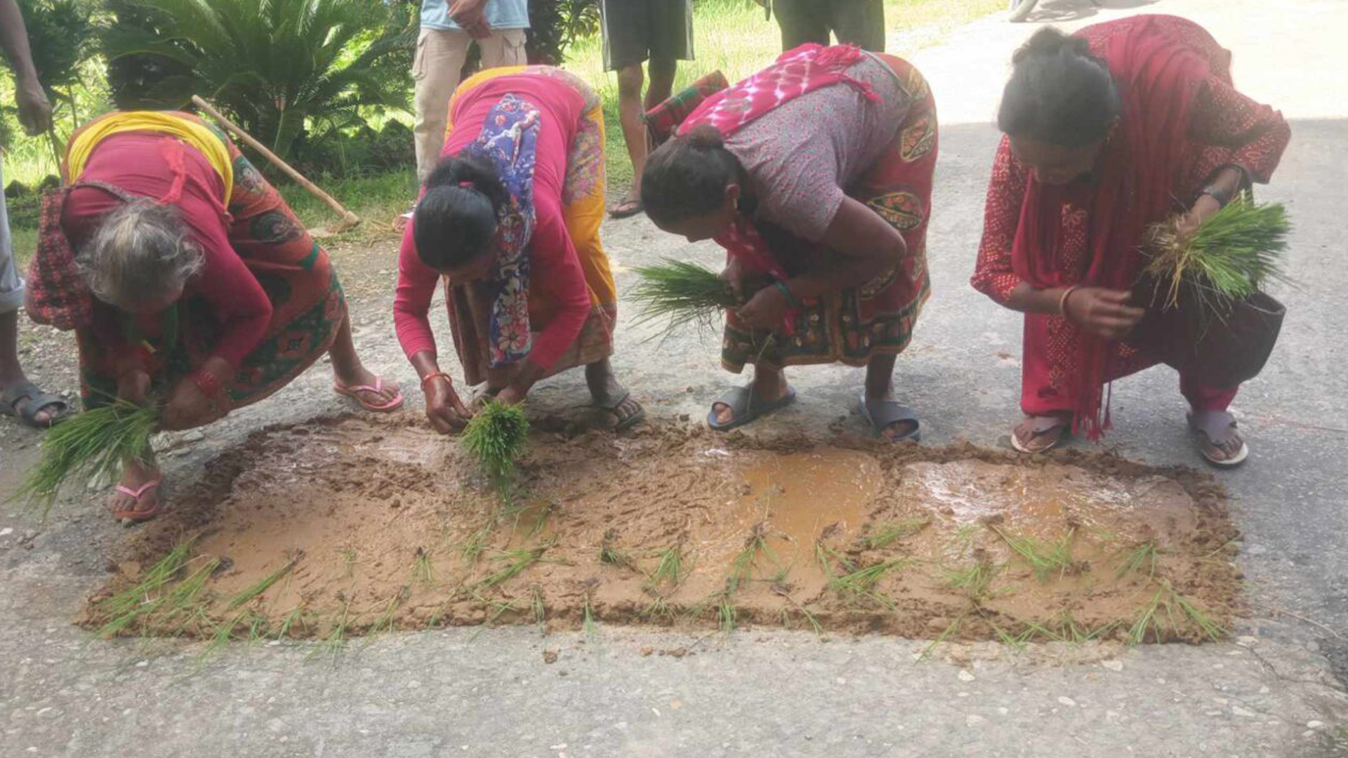 गोरखा नगरपालिकाको कार्यालय परिसरमा किसानले गरे बिरोध स्वरुप रोपाई