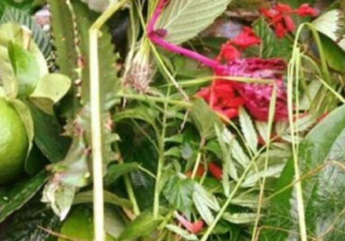 आज साउने सङ्क्रान्ति, लुतो फालेर मनाइँदै