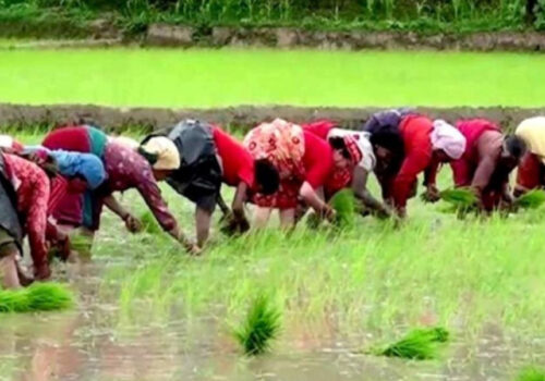 मुलुकभर ३८ प्रतिशत रोपाइँ सम्पन्न