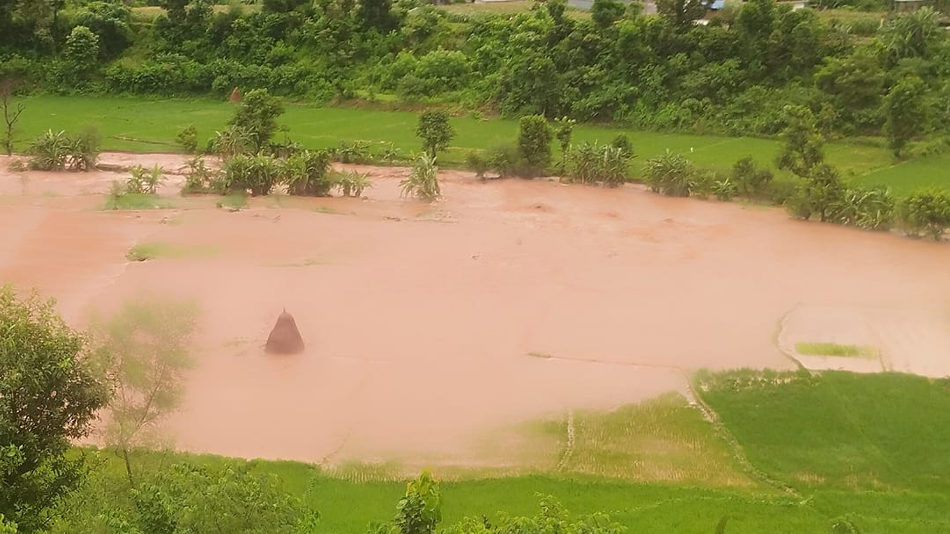 नुवाकोटमा बाढीले सयौँ रोपनी धानखेत बगरमा परिणत