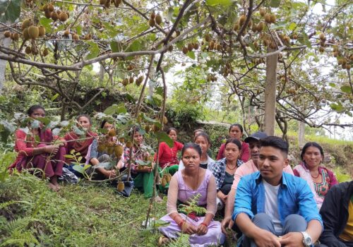 किवी खेतीमा जमेका श्रीकृष्ण