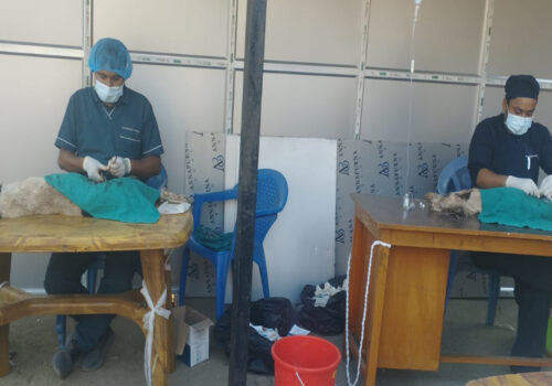 सिद्धलेक गाउँपालिकामा १२७ वटा कुकुर बन्ध्याकरण