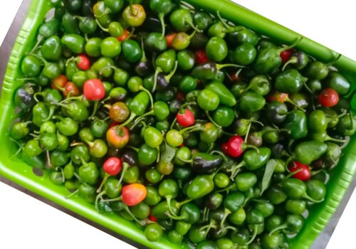 अकबरे खुर्सानीको मूल्य प्रतिकिलो एक हजार !