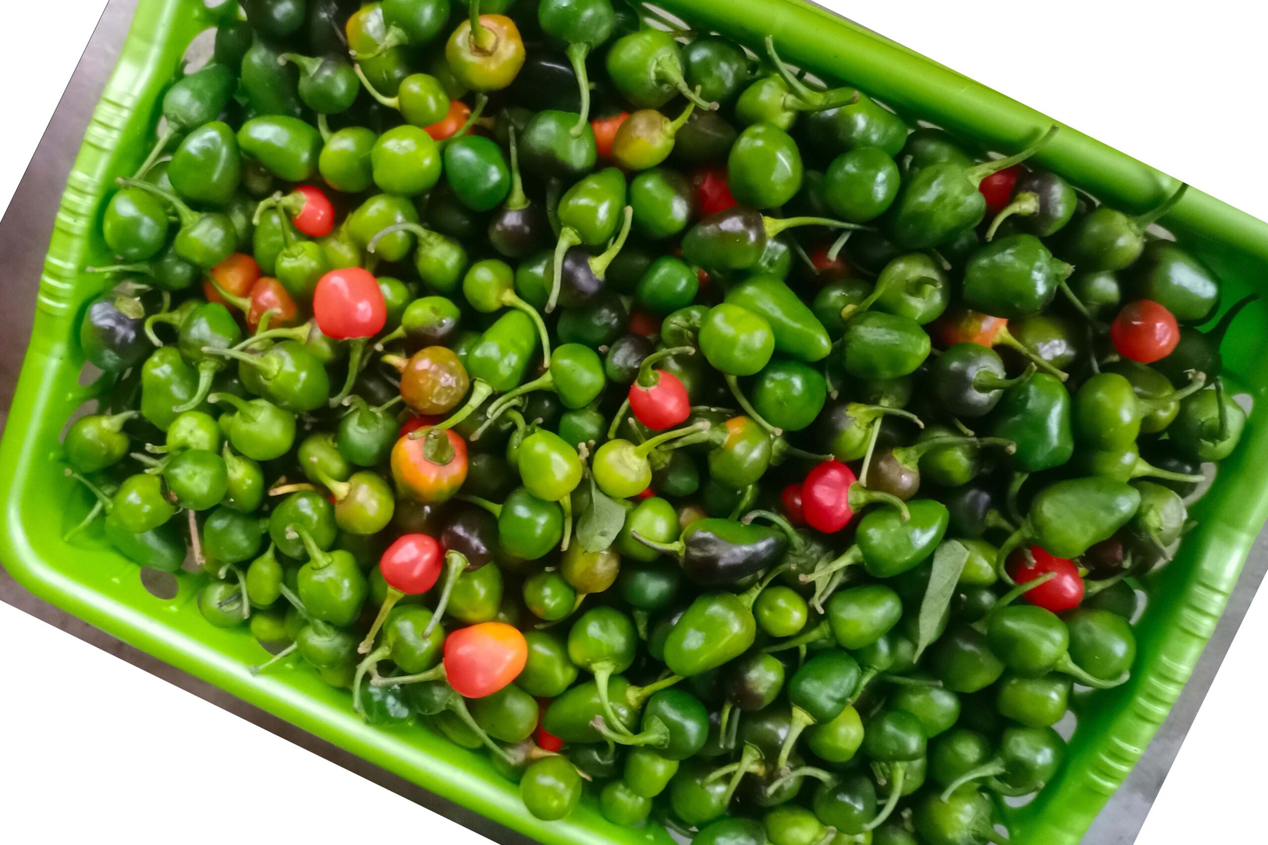 अकबरे खुर्सानीको मूल्य प्रतिकिलो एक हजार !